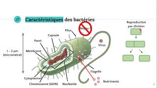 Les bactéries 🦠 [upl. by Reeva]