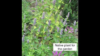 Plant Anise hyssop amp garden deer troubles [upl. by Coppock]