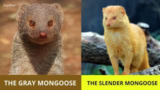 Mongoose 101  Interesting Facts about Mongooses [upl. by Treharne568]