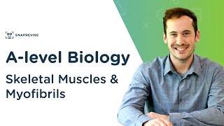 Skeletal Muscles amp Myofibrils  Alevel Biology  OCR AQA Edexcel [upl. by Sedgewick]