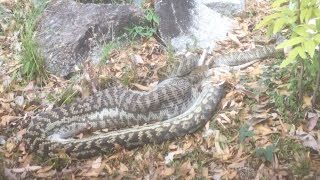 Python Eats Kangaroo Whole in Australia [upl. by Riedel]