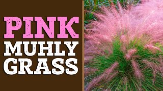 Pink Muhly Grass  Pink Muhly Grass for Sale  PlantingTree™ [upl. by Luisa]