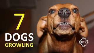 DOGS GROWLING Sound Effect  7 Sounds to Annoy Dogs HD [upl. by Nonnek191]