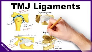 Temporomandibular Joint TMJ Ligaments  Anatomy amp Functions [upl. by Deeraf441]