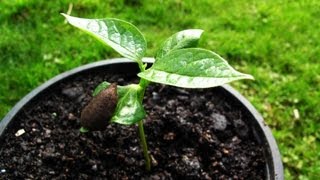 How to grow Persimmons from seed [upl. by Lennod125]