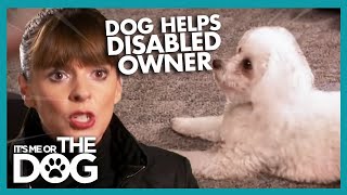 Teaching a Dog to Help a Disabled Owner  Its Me or the Dog [upl. by Lezned]