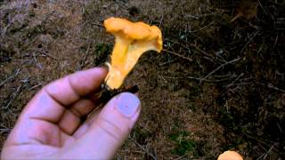 Chanterelle Identification [upl. by Cormier]