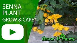 Senna plant  grow and care [upl. by Oirad]