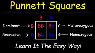 Punnett Squares  Basic Introduction [upl. by Maximilian601]