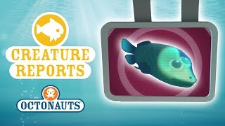 Octonauts  Creature Reports  Lets Learn About Fish [upl. by Wahkuna]