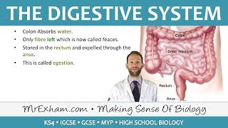 The Digestive System  GCSE Biology 91 [upl. by Calysta]