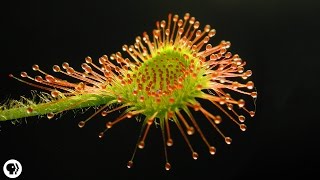 4 DEADLY Carnivorous Plants [upl. by Hodgson]