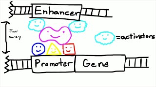 Promoters and Enhancers [upl. by Akemahc]