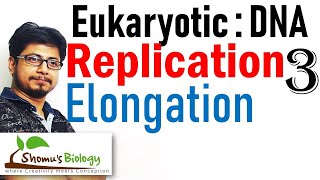 DNA replication in eukaryotes 3  elongation [upl. by Cooke]