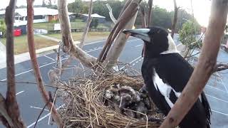 Magpie Feeds Young Ones Lying in a Nest  10700201 [upl. by Manlove]