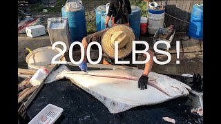 200lb Halibut Fillet Under 4 Minutes [upl. by Ellwood]