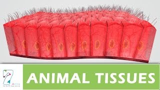 ANIMAL TISSUES  PART 01 [upl. by Siobhan]