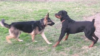 A Strong German Shepherd Tests Strong Rottweiler [upl. by Naivaj947]