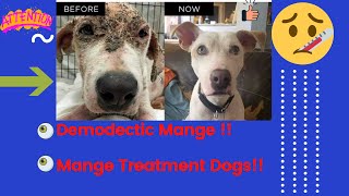 Demodectic mange  Mange treatment dogs  Dog mange treatment [upl. by Atinaujnas]