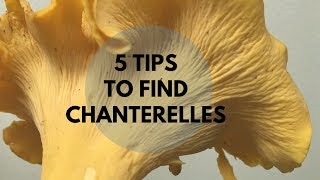 5 Tips to Find Chanterelles [upl. by Calabrese]