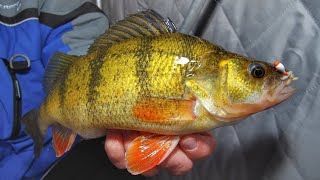 Ice Fishing JUMBO PERCH  South Dakota Timber Tigers  Jason Mitchell Outdoors [upl. by Amelina812]