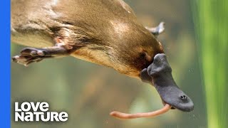 Platypus vs Platypus  Battle for Dominance [upl. by Bahr]