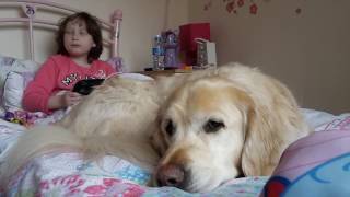 How an autism assistance dog helps [upl. by Neerol]