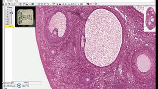 Stratified cuboidal epithelium [upl. by Ayokal134]