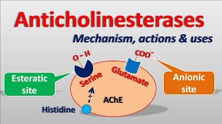 Anticholinesterases  Mechanism actions side effects amp uses [upl. by Danita56]