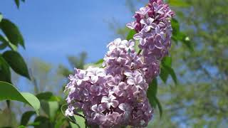 How To Grow And Care For A Lilac [upl. by Eecal80]