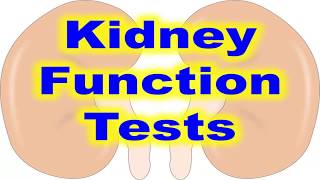 kidney function test explained [upl. by Ainival]