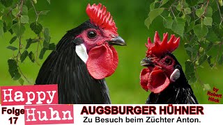 E17 Augsburger Hühner und ZwergAugsburger im Rasseportrait HAPPY HUHN  Hühner mit Kronenkamm [upl. by Ade]