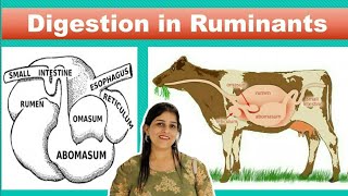 Digestion in Ruminants [upl. by Orel]