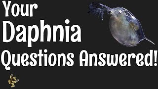 Daphnia Questions Answered [upl. by Phyllida642]