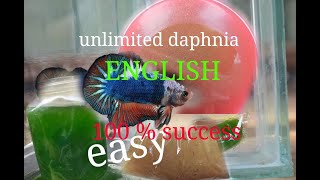 daphnia moina culture Easy way Unlimited production English  with sub Green water Chlorella [upl. by Larret]