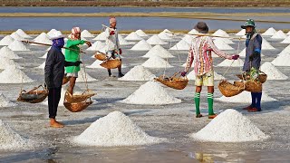 Salt Farming Process  Salt Harvesting and Salt processing Technology  Salt Agriculture [upl. by Ahras]