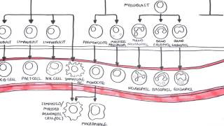 An introduction to Haematopoesis [upl. by Georgia963]