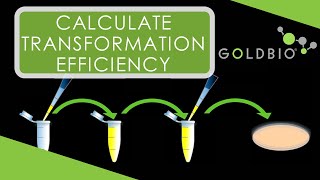 How to Calculate Transformation Efficiency [upl. by Puff]