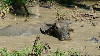 Carabao Water Buffalo Philippines [upl. by Assilram]