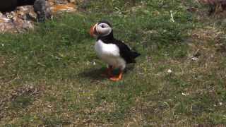 Puffin walk [upl. by Sybyl]