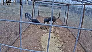 Catch More Feral Hogs with a HogEye Trap Camera [upl. by Wernda]