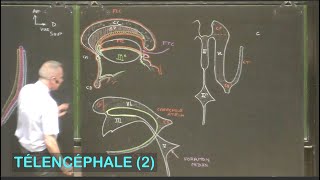 Anatomie des ventricules latéraux Télencéphale 2  Neuroanatomie 9 [upl. by Rintoul]