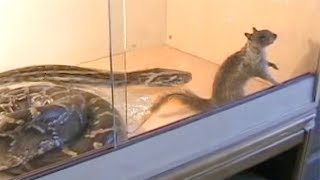 Python eats Squirrel in Enclosure [upl. by Pickett]