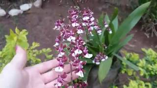 24 Oncidium Sharry Baby [upl. by Tarfe]