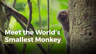 Meet the Worlds Smallest Monkey [upl. by Handy]