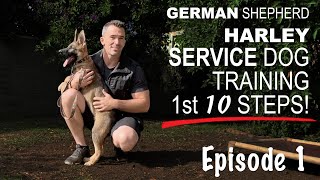 First Ten Steps When Training A Service Dog [upl. by Narak]