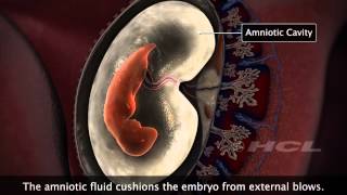 HCL Learning  Embryonic Development in Humans [upl. by Gnohp]