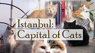 Istanbul Capital of Cats [upl. by Naimed]