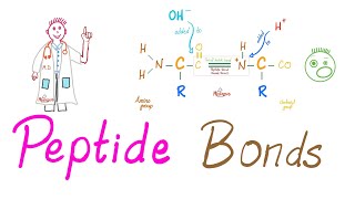 Peptides and Peptide Bonds  Amino Acids Dipeptides Oligopeptides Polypeptides  Biochemistry [upl. by Froh]