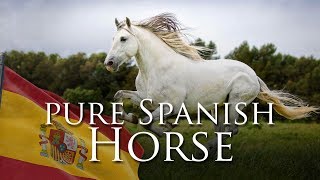 Pure Spanish Horse [upl. by Dragoon]